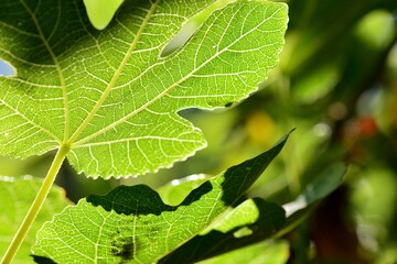 Detalle de una hoja de higuera dándole el sol