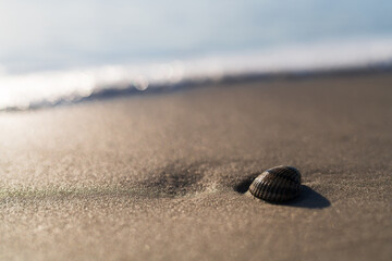 Close up of shell in the sand of Amrum island Germany with sparkling waves in the background during sunset