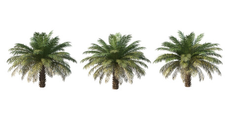 Fototapeta premium A variety of trees and plants
