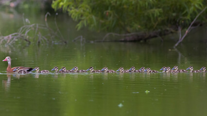 ducks in the lake