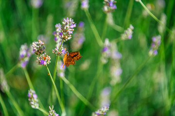 A butterfly on a sprig of lavender