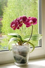 Blooming  purple orchid on the windowsill, summer green trees on the background.	Phalaenopsis (Floriclone Fancy Fire) , close-up. Tropical house flowers.