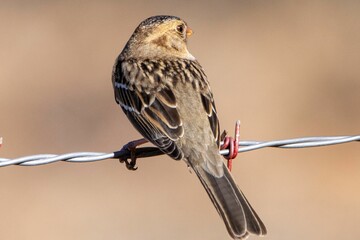 Closeup of the Bachman's sparrow, Peucaea aestivalis perched on the barbed wire.