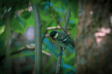 bird on a branch