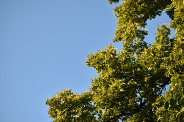 Obraz premium Green crown of a spring tree against a blue sky