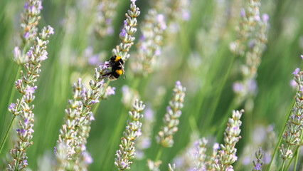 Bumblebee on a sprig of lavender