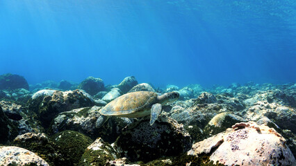 Sea turtle in rays of light over the reef