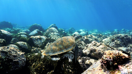 Fototapeta na wymiar Sea turtle in rays of light over the reef