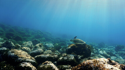 Sea turtle in rays of light over the reef