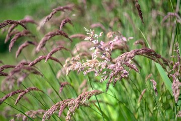 Macro shot of Hierochloe plants being blown by the wind in the field