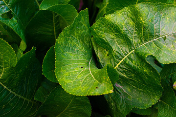 beautiful green horseradish leaves,background for wallpaper