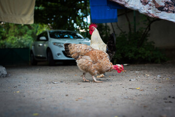 chickens in the garden,green yard