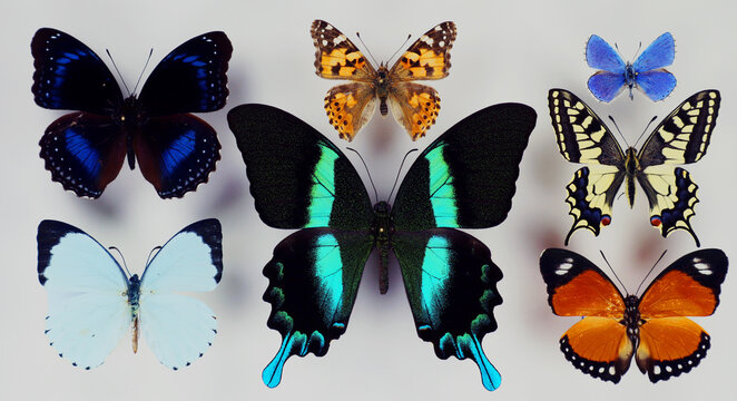 Beautiful Butterflies Images – Browse 468 Stock Photos, Vectors