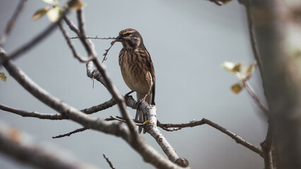 Sparrow with a branch in its beak. Photography of birds