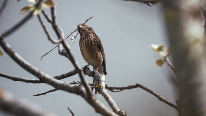 Sparrow with a branch in its beak. Photography of birds