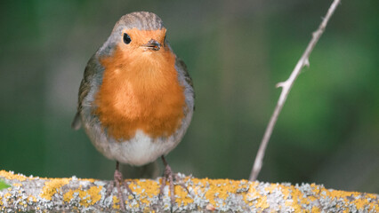 Robin on a branch. Bird Photography