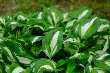 Hosta Funkia, plantain lilies in the garden, green and white leaves.