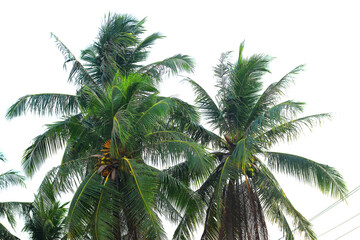 Fototapeta na wymiar coconut tree on transparent background