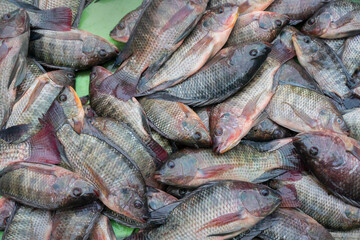 Tilapia fisehs displayed for sale at Territy Bazar, Kolkata, West Bengal, India..