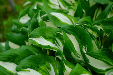 Hosta Funkia, plantain lilies in the garden, green and white leaves.