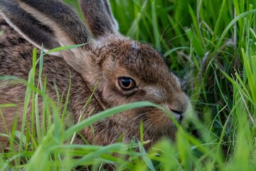 Closeup shot of a beautiful brown hare in a lawn © Basil G/Wirestock Creators