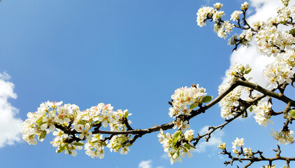 spring blue sky with clouds nature cloudscape flower