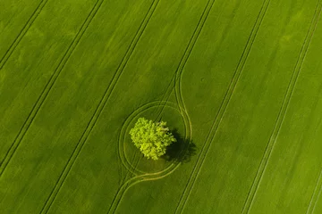 Foto auf Acrylglas Grün aerial top view of lonely tree in a green field, perfect afternoon light, shadows and colors
