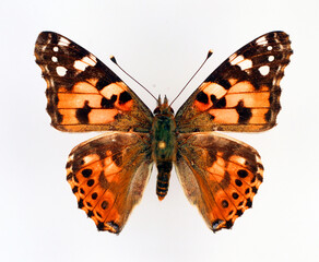 Butterfly isolated on white. Painted Lady Vanessa cardui orange black butterfly macro. Collection...