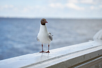 Seagull sits on a marble railing against the backdrop of the sea and blue sky. Close-up, seagull...