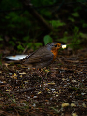 little colorful birds walking on the brown bedding against the background of green plants