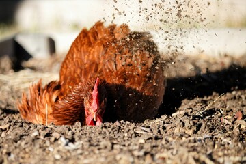 Closeup shot of a brown hen digging and taking a dust bath on a field
