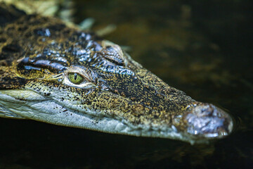 Obraz premium close up of a crocodile