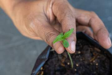 Young cannabis plant in female hands care, Close-up hand planting a small cannabis sprout in soil