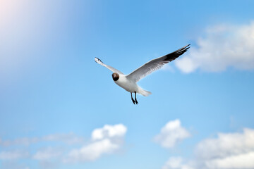 Beautiful shots of a seagull flying in the blue sky