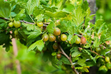 gooseberries on a branch