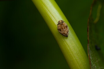 Close up of the Brown planthopper on green leaf in the garden. the Nilaparvata lugens (Stal) on green brunch.
