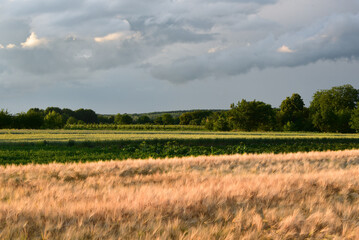 Obraz premium Summer nature in the village, wheat golden field and blue cloudy sky , landscape of Ukraine