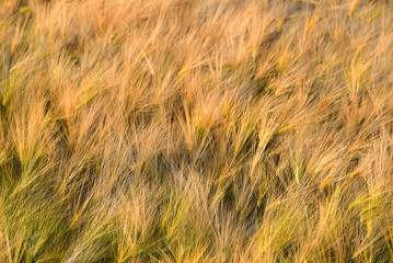 Golden wheat field under sunlight, ears of grains. Ukraine,agriculture. Summer harvest