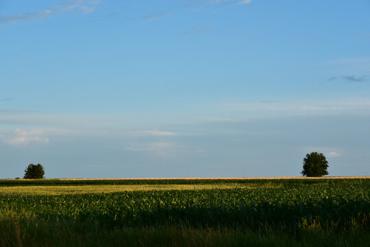 Landcape of Ukraine, blue sky and yellow and green field.Beautiful photo of nature