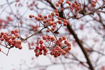 European mountain ash berries,in winter - Sorbus aucuparia 