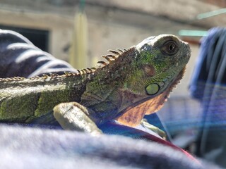 iguana on a tree