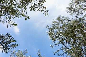  Olive Tree Leaves and blue sky  in France                           