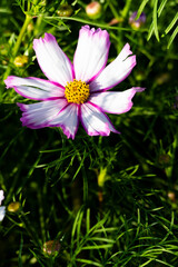Fototapeta premium コスモス