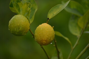 limones con agua