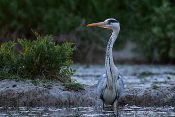 Closeup shot of a great heron in a pond