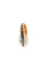 Real feather photo,Close-up feather brown black beautiful isolated on the white background.
