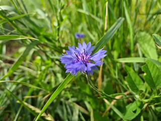 wild field and forest flowers