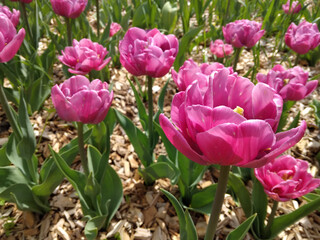 Pink tulips in the park 