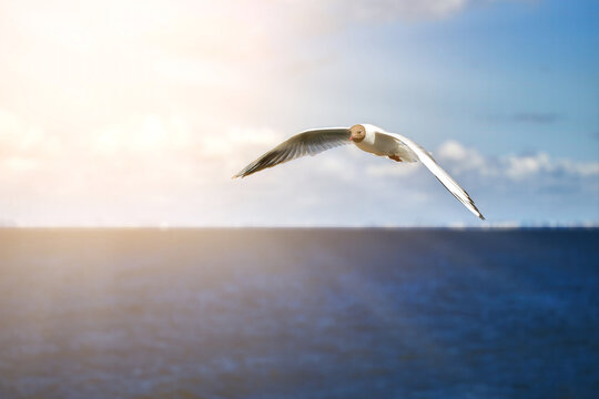 A seagull, soaring in the blue sky flying over the sea.