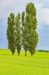Vertical shot of tall black poplar (Populus nigra) trees in a green field - obrazy, fototapety, plakaty